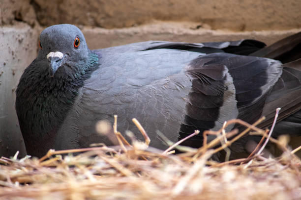 istock Pigeon sitting in nest incubating her egg. 1214719842
