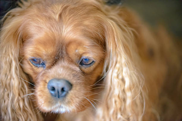 istock Portrait of a Cavalier King Charles Spaniel dog 1214720026