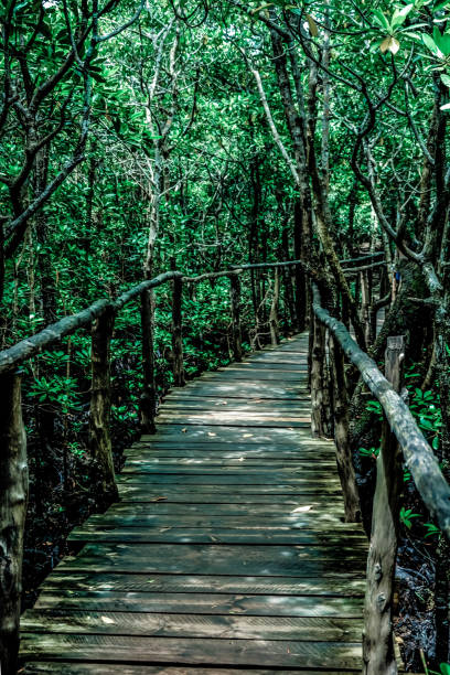 istock Exploring the mangrove forest, Zanzibar 1214720218