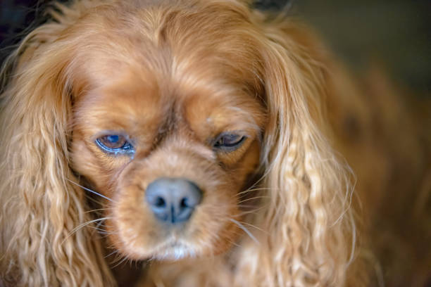 istock Portrait of a Cavalier King Charles Spaniel dog 1214720244