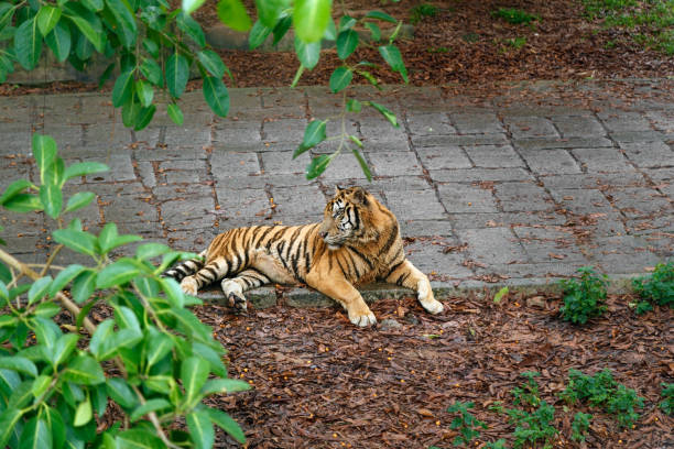 istock Amur tiger in the aviary at the zoo 1214720396