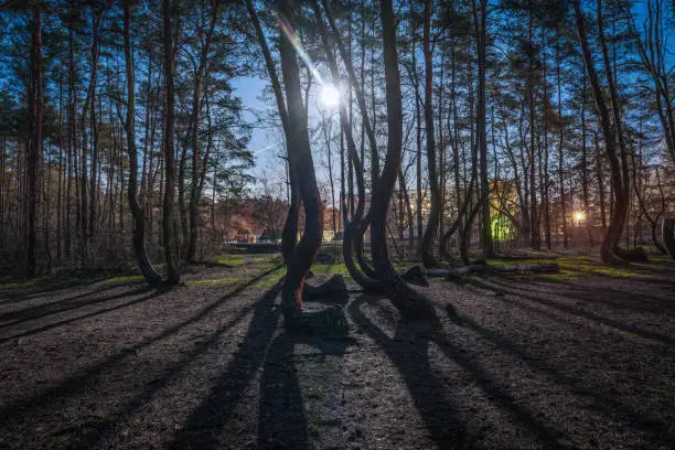 Nightshot with full moon at the crooked forest Krzywy Las