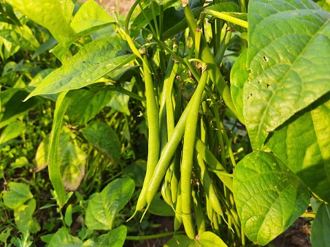 Green beans in the plants . A nutritious diet for humans. Many vitamins are found in it.Its vegetable is very tasty and healthy.