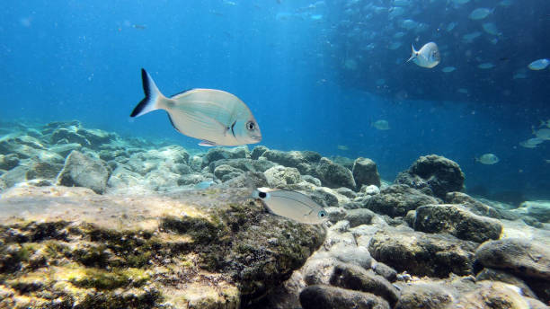 istock Beautiful Scenery in the Blue Sea, Underwater Ambience 1214721993