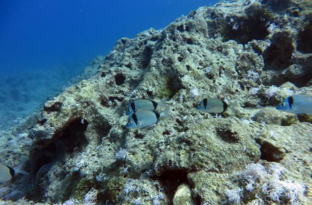 istock Beautiful Scenery in the Blue Sea, Underwater Ambience 1214722077
