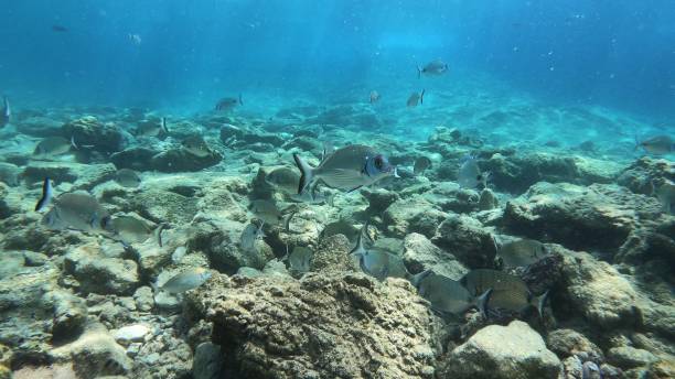 istock Beautiful Scenery in the Blue Sea, Underwater Ambience 1214722648