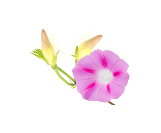 istock Pink Colored Morning Glory Flowers Isolated on White Background 1214723091