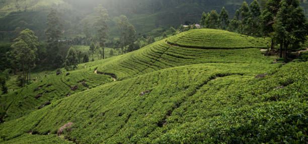 istock Tea plantation in Sri Lanka 1214723161