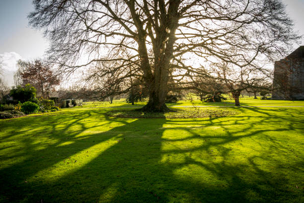 arbol con sombras en tewkesbury abbey gloucestershire england - tewkesbury abbey fotografías e imágenes de stock