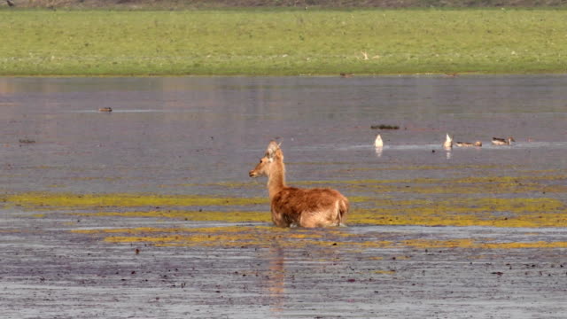 A group of Sambar deer foraging and feeding on algae