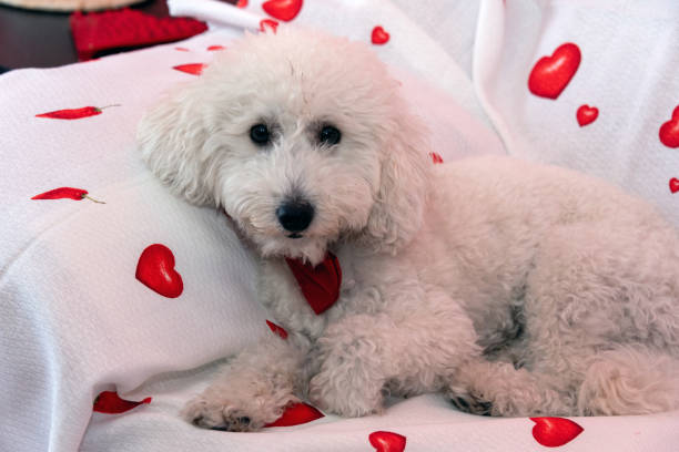 poodle sitting on the couch
