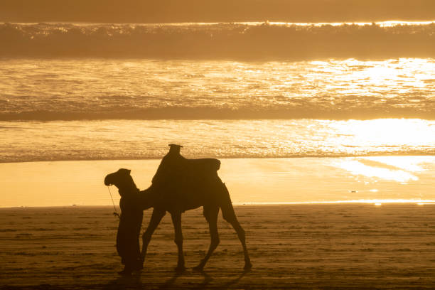 istock Camel and Berber tribesman at Taghazout 1214724500