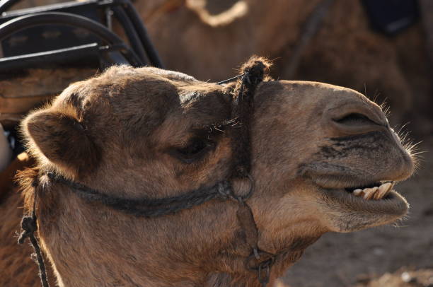 istock Camel, dromedary in a halter. A persistent pack animal called a desert ship. 1214724591