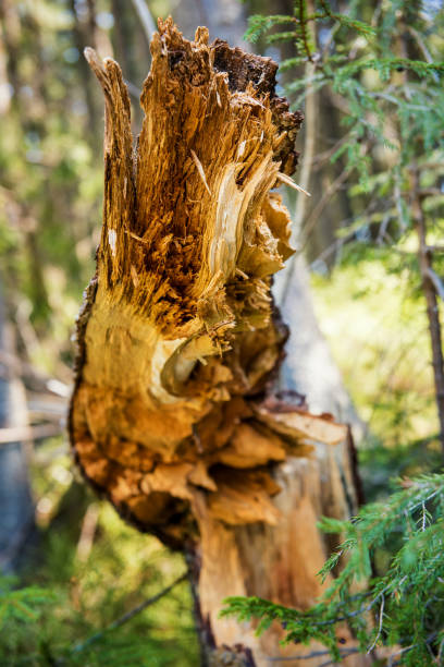 istock Natural fracture of tree in a deep forest 1214724625