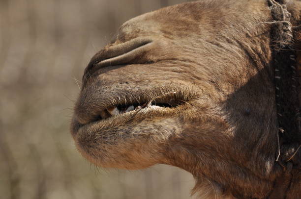 Close view of a camel's mouth displaying its prominent teeth and whiskers.
