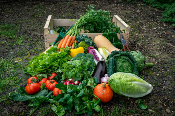 istock wooden crate and fresh vegetables 1214726166