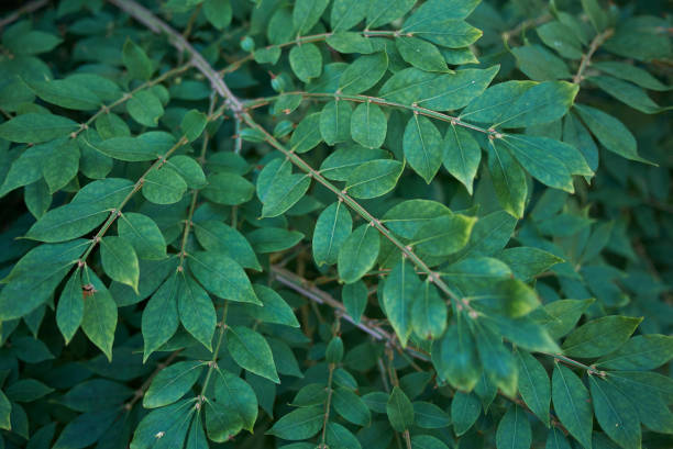 Euonymus alatus Euonymus alatus green foliage winged spindletree stock pictures, royalty-free photos & images