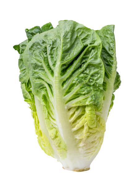 istock Green lettuce cabbage isolated on white background 1214728517