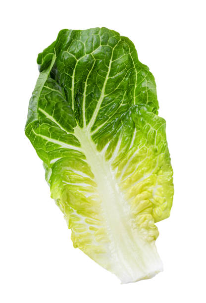 istock Green lettuce cabbage isolated on white background 1214728786