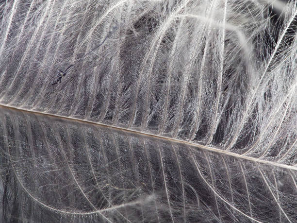 istock macro of baby bird feather 1214729004