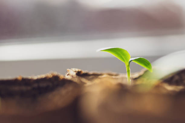 istock Young green sprout close -up. Seedling in an eco-friendly decomposable pot with copy space. The seeds rose in the spring in the sun. The concept of a new life. New planting season, plant breeding 1214729187