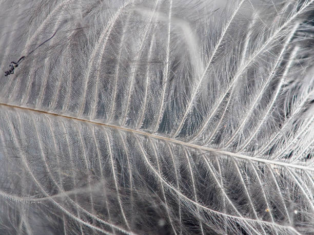 istock macro of baby bird feather 1214729779