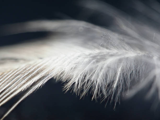 istock macro of baby bird feather 1214730003