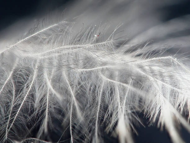 istock macro of baby bird feather 1214730233