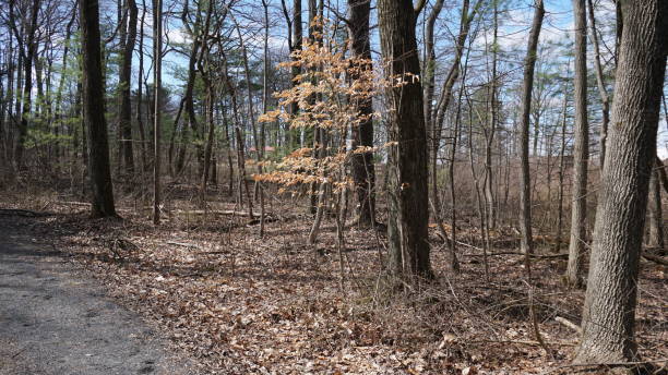 istock Tree with leaves while the others are bland 1214730466