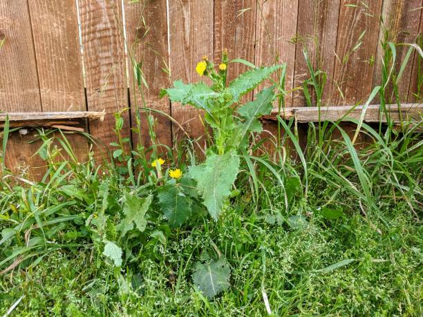 istock Overgrown weeds in the lawn 1214731958