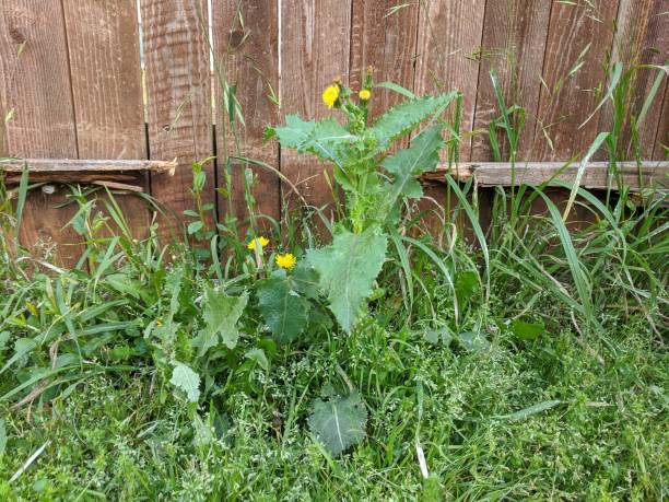 istock Overgrown weeds in the lawn 1214732582