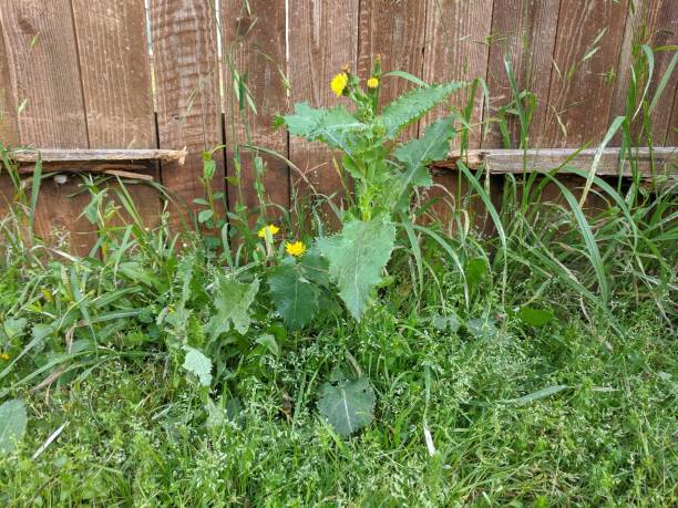 istock Overgrown weeds in the lawn 1214732634