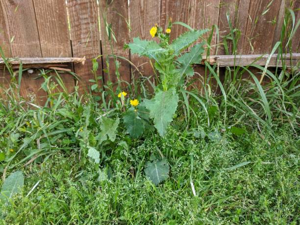 istock Overgrown weeds in the lawn 1214732674