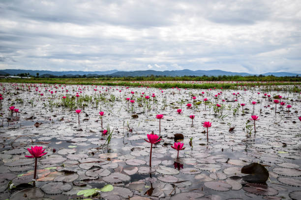 istock Inle Lake in Myanmar 1214734175