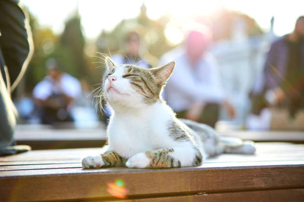 gato na rua de istambul, turquia - pele tower - fotografias e filmes do acervo