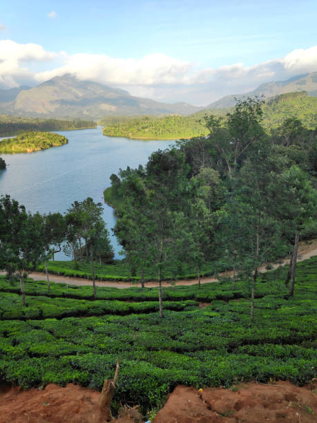 istock A landscape with a tea garden in Munnar, Kerala, India 1214735064