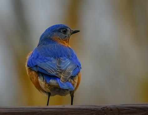 a blue bird on the branch of tree.