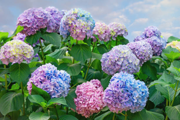 beautiful hydrangea flowers in garden - hydrangea gardening blue ornamental garden imagens e fotografias de stock