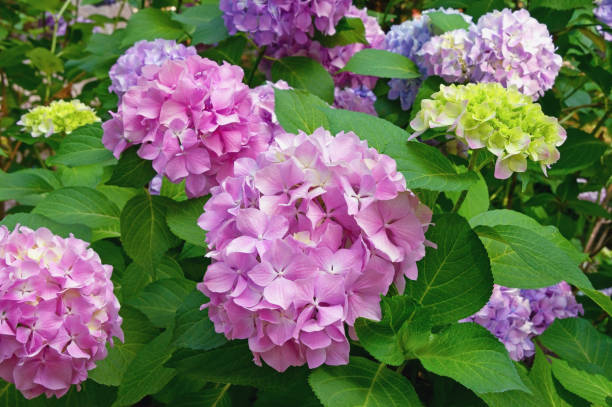 belles fleurs d’hortensia dans le jardin - hydrangea gardening blue ornamental garden photos et images de collection