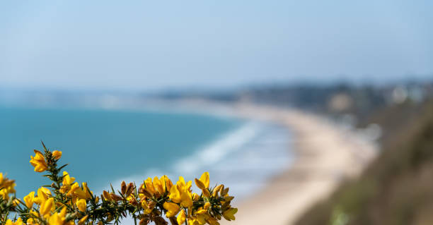 Yellow Gorse Flower over Bournemouth Beach