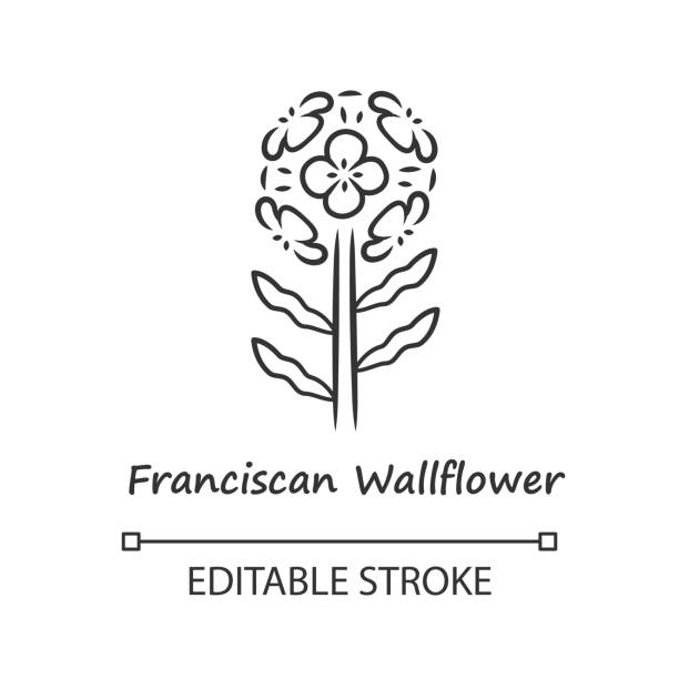 Franciscan wallflower linear icon. Garden flowering plant with name inscription. Erysimum franciscanum inflorescence. Thin line illustration. Contour symbol. Vector isolated drawing. Editable stroke Franciscan wallflower linear icon. Garden flowering plant with name inscription. Erysimum franciscanum inflorescence. Thin line illustration. Contour symbol. Vector isolated drawing. Editable stroke erysimum stock illustrations