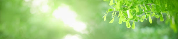 istock Close up beautiful nature view green leaf on blurred greenery background under sunlight with bokeh and copy space using as background natural plants landscape, ecology cover concept. 1214737506