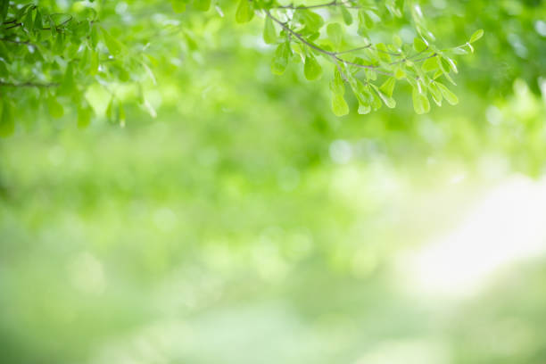 istock Close up of beautiful nature view green leaf on blurred greenery background under sunlight with bokeh and copy space using as background natural plants landscape, ecology wallpaper concept. 1214737545