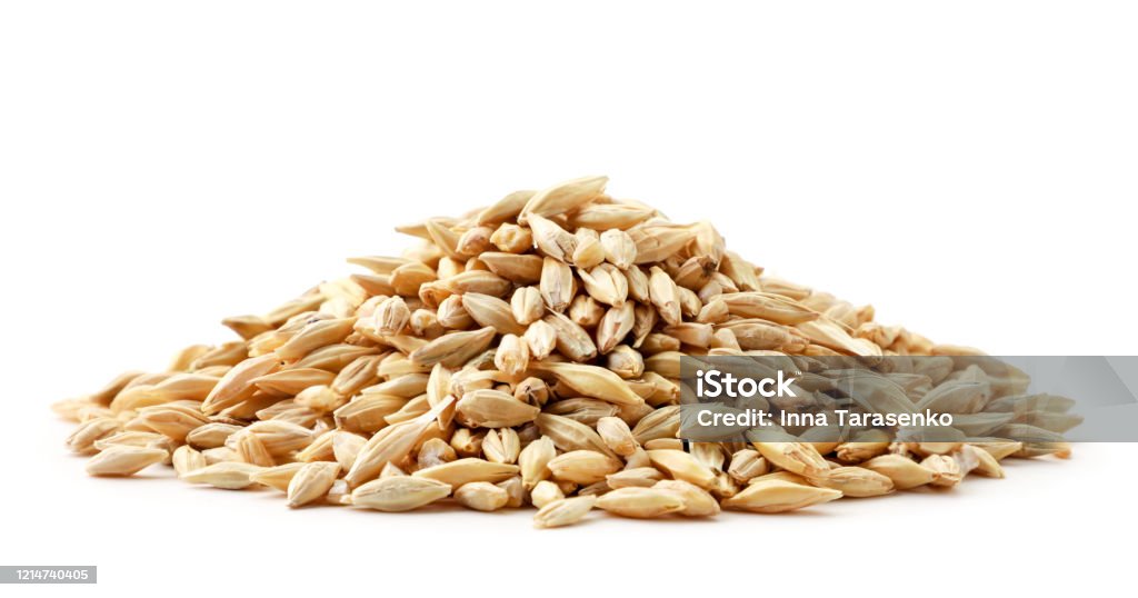Barley grain heap close-up on a white. Isolated Barley grain heap close-up on a white background. Isolated Barley Stock Photo