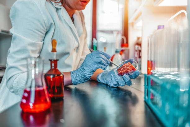 istock Cultured lab grown meat or meat examination concept 1214742898