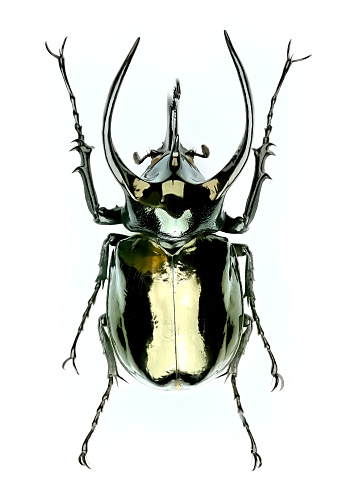 Chalcosoma atlas (photo illustration)