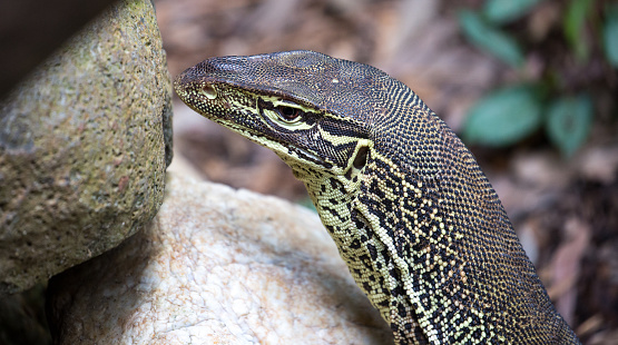 Close up of a Monitor Lizard (Varanus) , also known as the Goanna, and has a special place in Aboriginal mythology.