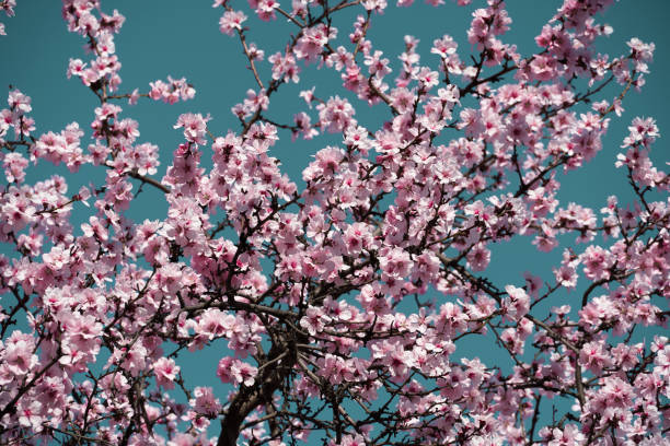 istock bright pink and white flowers on trees, blooming, spring landscape, beautiful background 1214745226