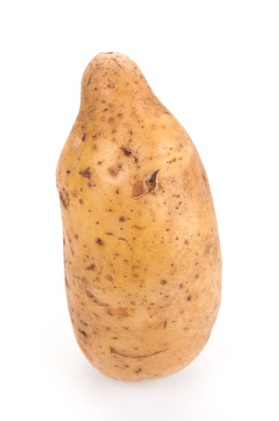istock Ripe potato tuber close up on white background 1214745605