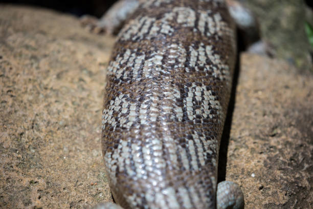 Eastern Blue Tongue Lizard (Tiliqua Scincoides) isolated on a plain white background.